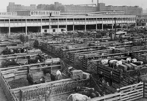 Cattle crowded into stockyard pens.