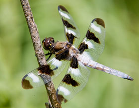 A large white and black winged dragonfly perched on a twig. A large white and black winged dragonfly perched on a twig.