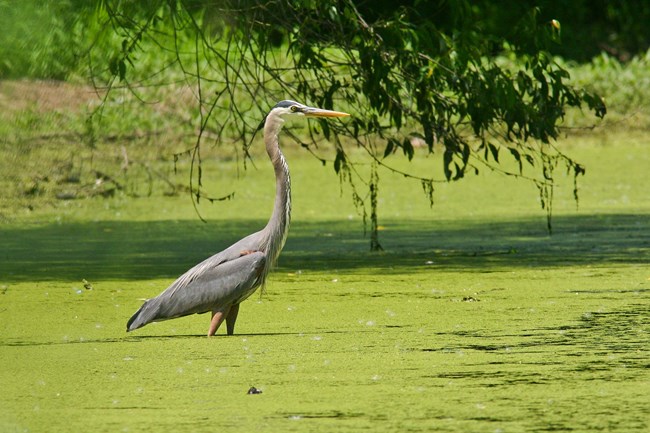 A large, long-legged, long-necked bird wades at the edge of a lake.