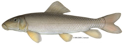 White Sucker A long, slender fish with a mouth that points downward.
