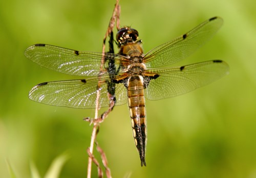 A brown, four-winged insect on a stick.