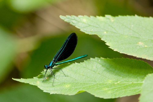 A large black-winged, green bodied insect sits on a leaf.