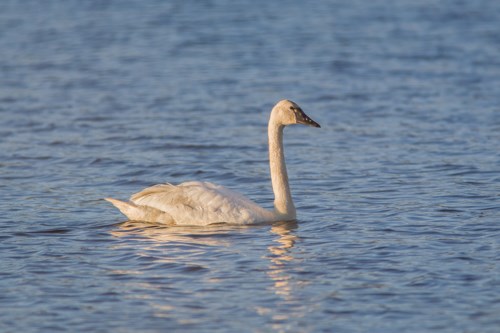 A large white, long-necked bird floating on the water.