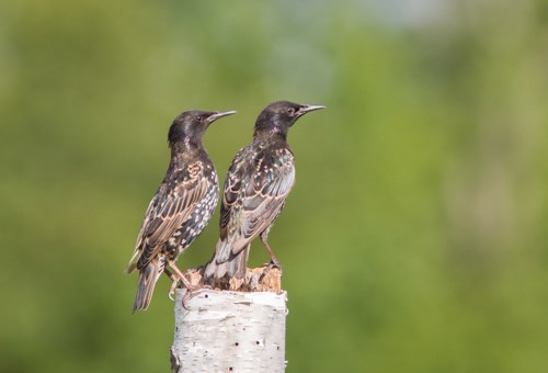 Two small black birds perched on a log.