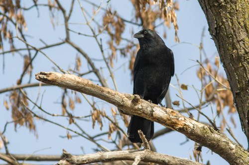 A large black bird perched in a tree.