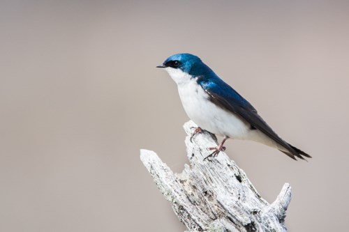 Tree Swallow A blue bird with white breast and black mask perched on a branch.