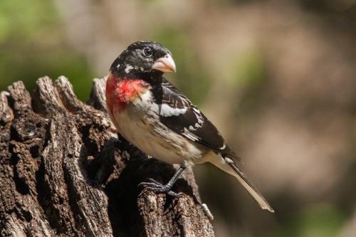 A small, black and white bird, with a red breast.