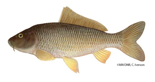 Common Carp in the Upper Mississippi - Mississippi National River &  Recreation Area (U.S. National Park Service)