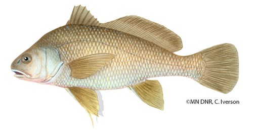 Freshwater Drum/Sheepshead (Aplodinotus grunniens) - Mississippi
