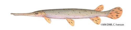 Long-nosed Gar A long, slender fish with a long beak filled with sharp teeth.