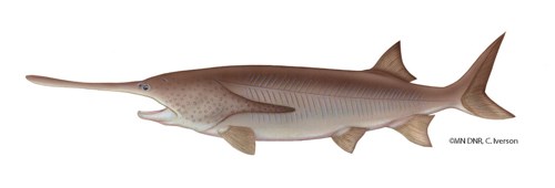 Paddlefish A brown fish with large tail fins and long, paddle-shaped beak.