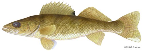A golden colored fish with large eyes. A golden colored fish with large eyes.