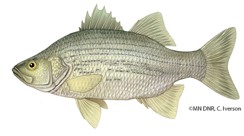 White Bass (Morone chrysops) - Mississippi National River & Recreation Area  (U.S. National Park Service)