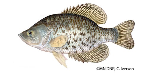 A medium-sized pan-shaped fish with large fins and black speckles on a white/silver background.