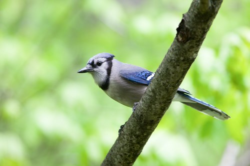 A medium-sized blue and black bird perched on a branch.