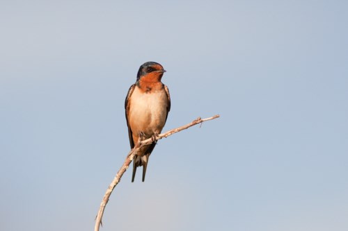 A small bird with a forked tail sitting on a twig.