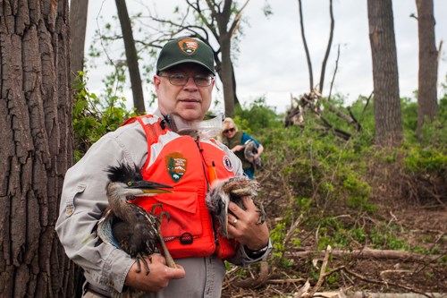 A park ranger holds two herons.