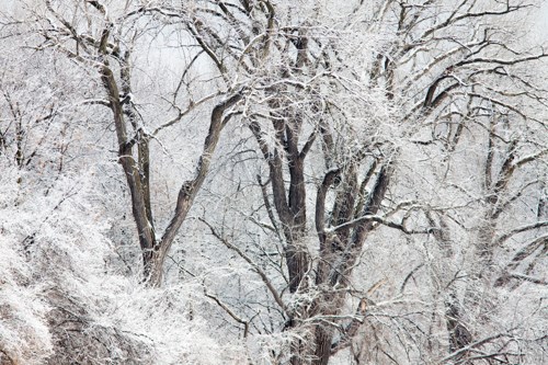 Snow-covered cottonwood trees in winter.