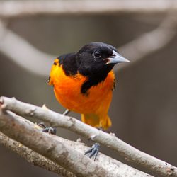 A brilliant orange and black bird perched on a branch. A brilliant orange and black bird perched on a branch.