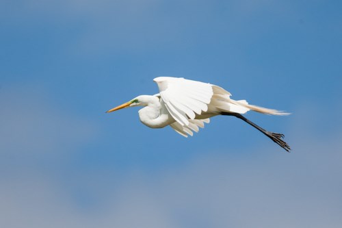 Great Egret Large, white bird with long black legs flies across a blue sky.