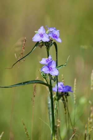Spiderwort Blue flowers at the top of a spindly green plant.
