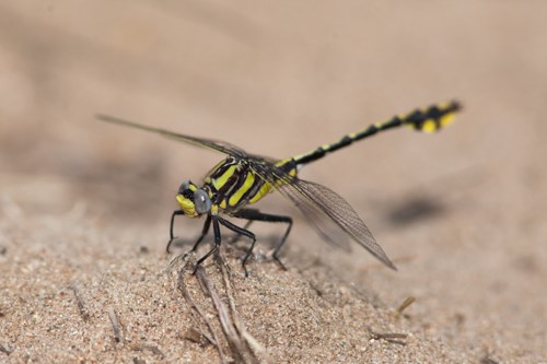 A large, yellow and black insect sits perched on the sandy ground. A large, yellow and black insect sits perched on the sandy ground.