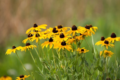 Black-eyed Susans Yellow flowers on a green landscape.
