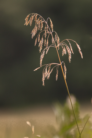 Smooth Brome (Bromus inermis) - Mississippi National River