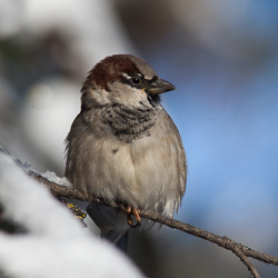 A small brownish bird with gray/brown breast, rusty cap and black facemask sits on a snow-covered tree. A small brownish bird with gray/brown breast, rusty cap and black facemask sits on a snow-covered tree.