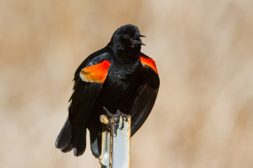 A black bird with red shoulder patches.