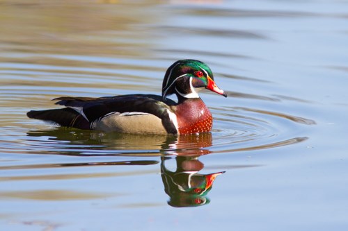 A brightly-colored wood duck swims on a pond.