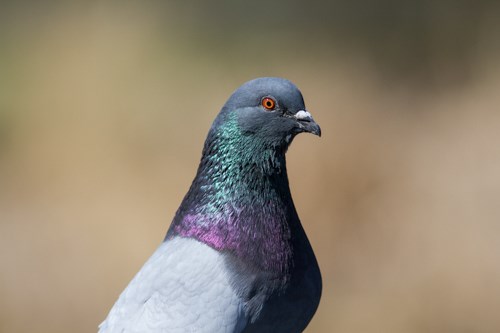 A primarily gray bird with iridescent colors.