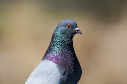 Rock Dove A primarily gray bird with iridescent colors.