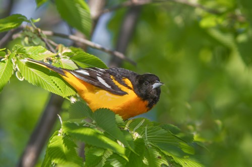 Baltimore Oriole A small black and orange bird perched among the leaves.