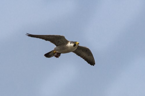 A primarily gray bird with a black mask flying.