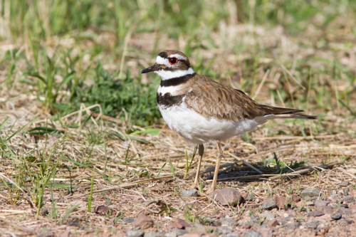A long-legged brown and white bird with black throat and chest markings.
