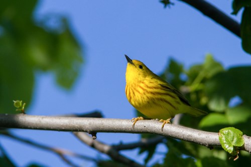 A bright yellow bird perches on a twig surrounded by leaves.