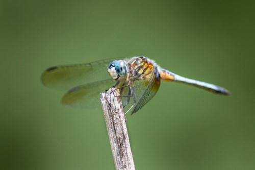 Blue dasher Dragonfly A large, four-winged insect perched on a twig.