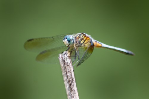 A large, four-winged insect perched on a twig.