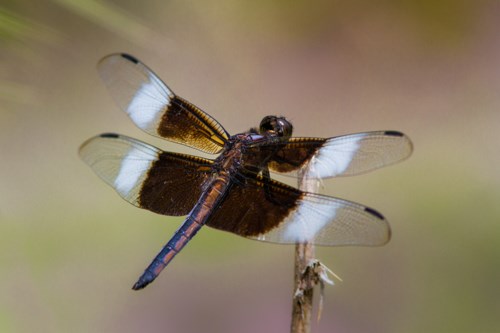A large four-winged insect rests on lakeside vegetation.