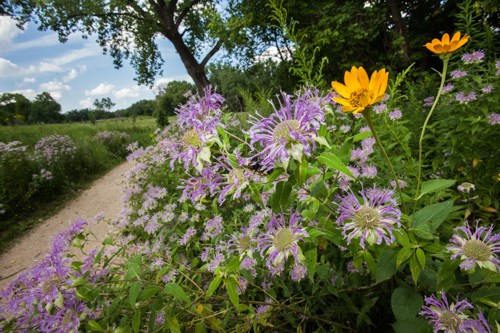 Lavender and yellow flowers border a trail that skirts the forest.