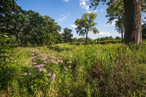 Trees dot a grassland.