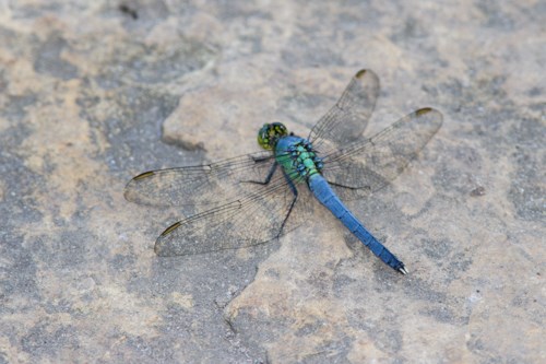Eastern Pondhawk (male) A large, four-winged insect perched on the ground.