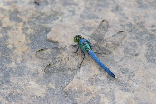 A large, four-winged insect perched on the ground.