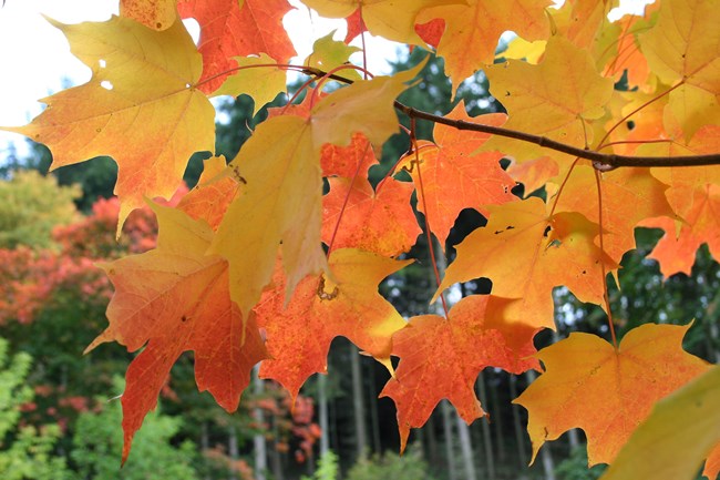 Many bright yellow and orange maple leafs of a branch