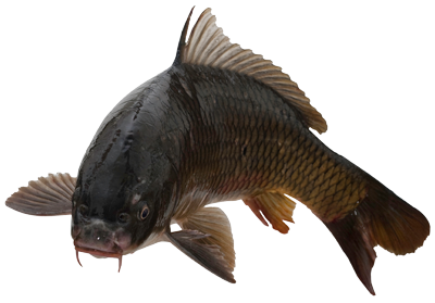 Common Carp in the Upper Mississippi - Mississippi National River and