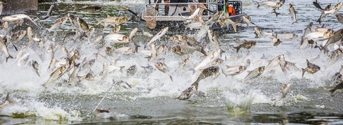 A large school of fish all jumping out of the water at one time.
