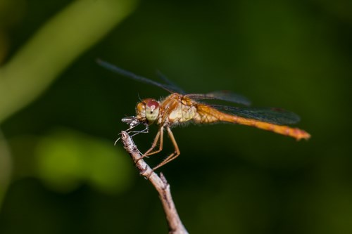 A large insect is perched on a twig while eating another insect.