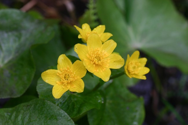 Marsh marigold flowers. Yellow flowers among green leaves.