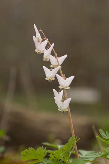 White arrowhead shaped flowers.
